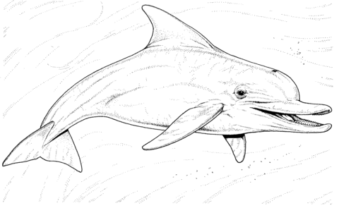 Long Beaked Common Dolphin Coloring Page